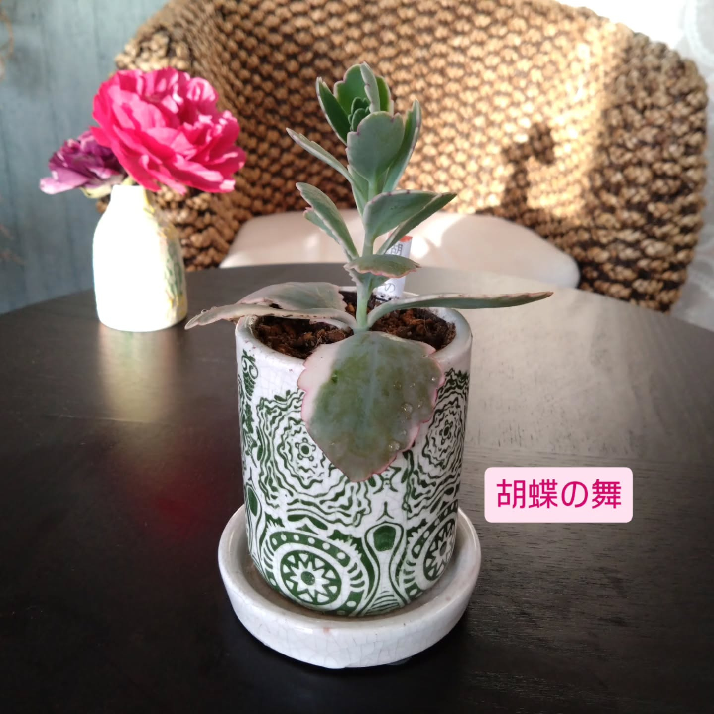 ハオルチア可愛くなりました🥰