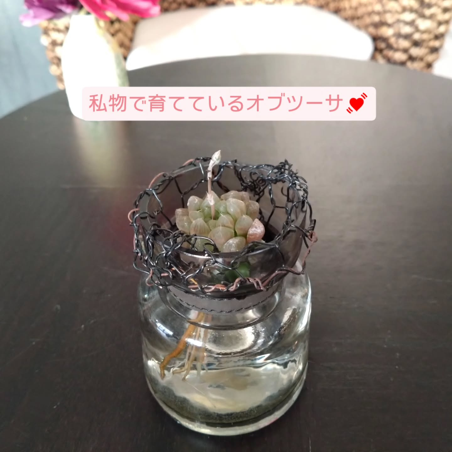 ハオルチア可愛くなりました🥰