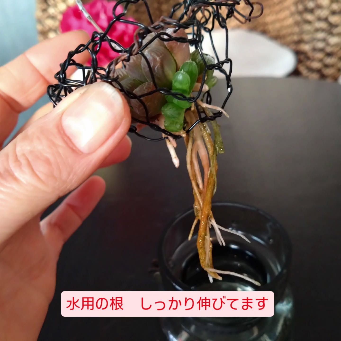 ハオルチア可愛くなりました🥰