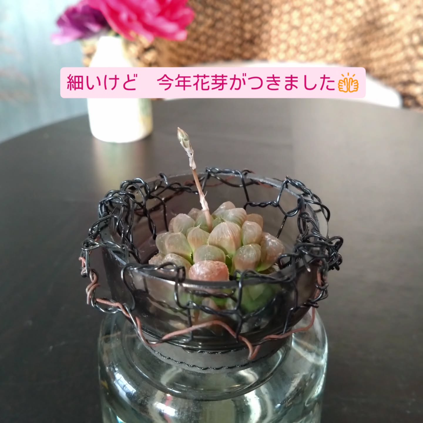 ハオルチア可愛くなりました🥰