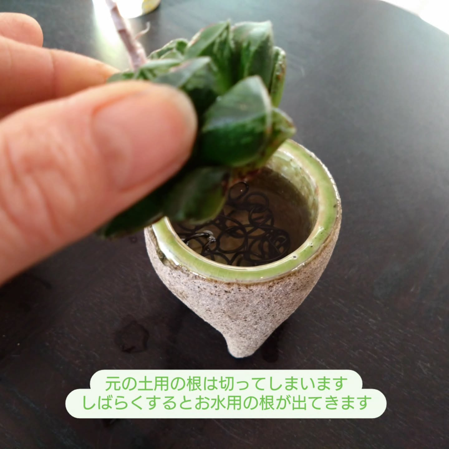 ハオルチア可愛くなりました🥰