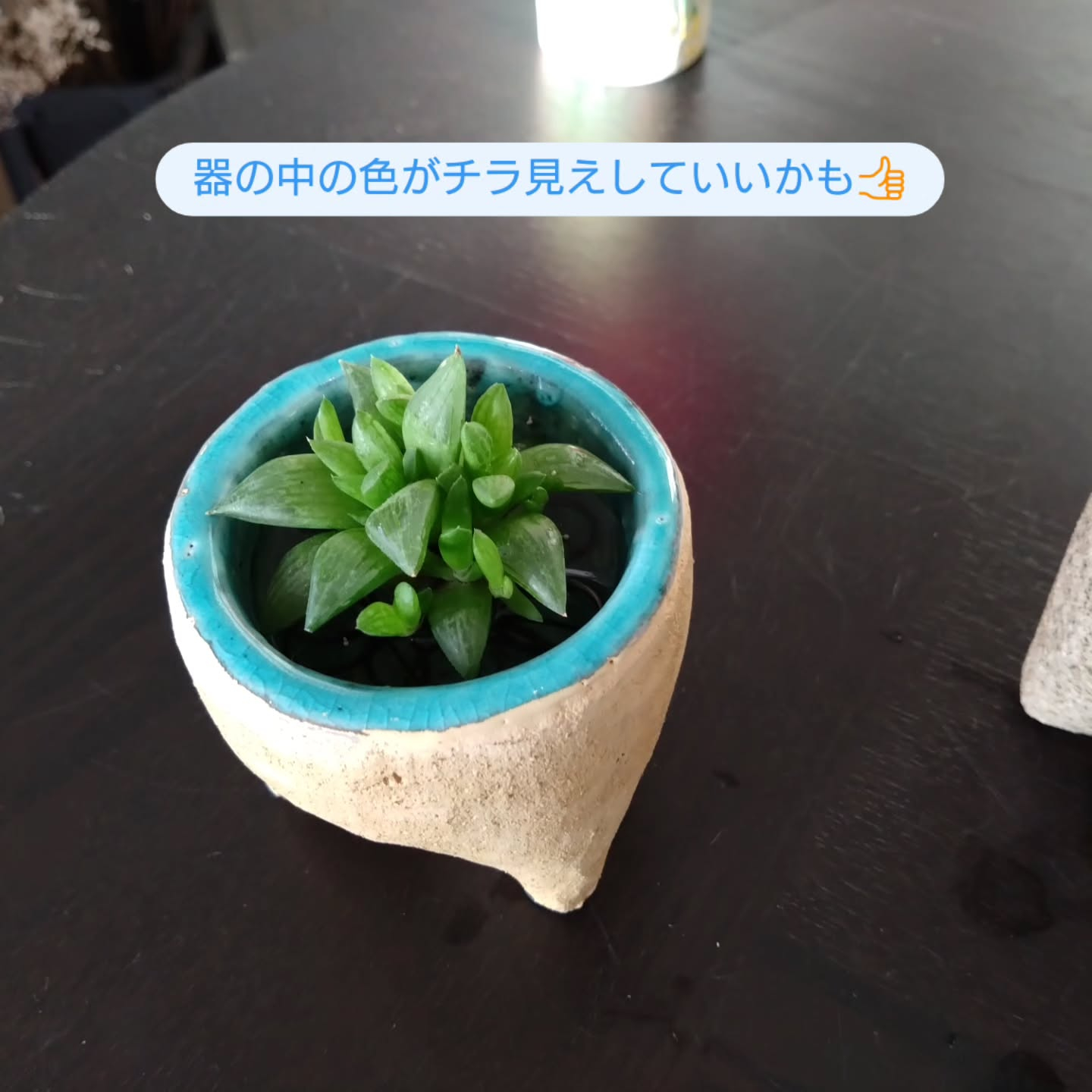 ハオルチア可愛くなりました🥰