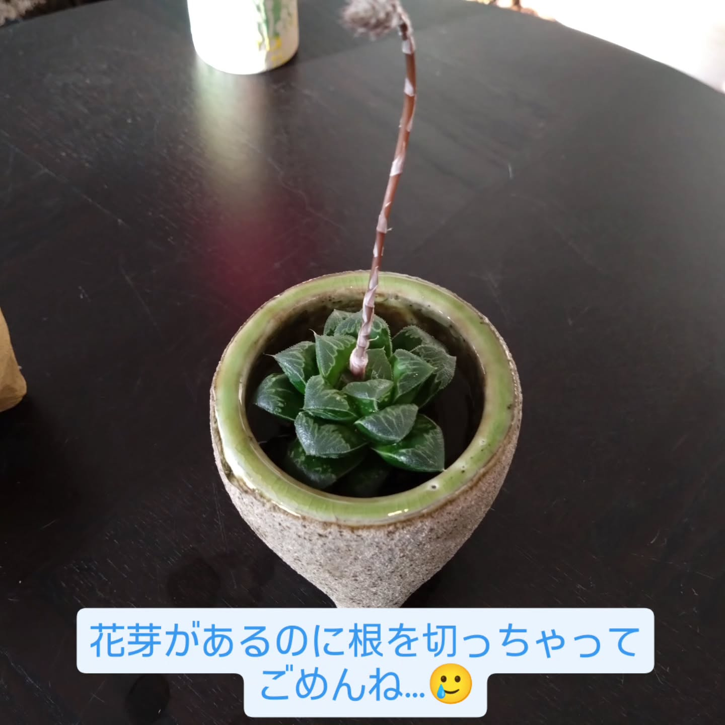 ハオルチア可愛くなりました🥰