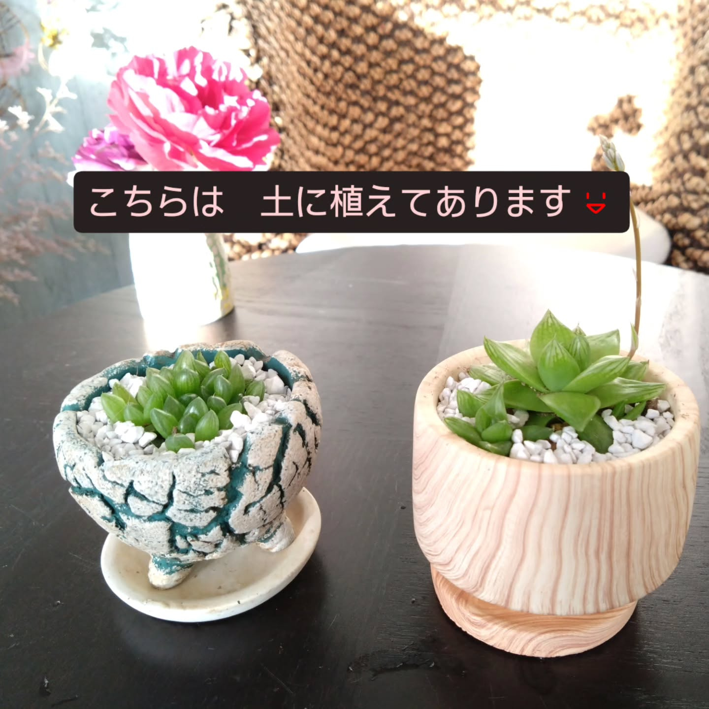 ハオルチア可愛くなりました🥰