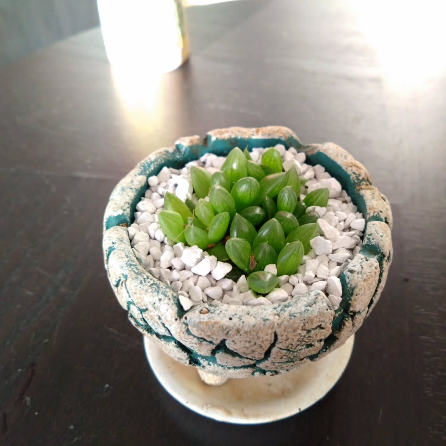 ハオルチア可愛くなりました🥰