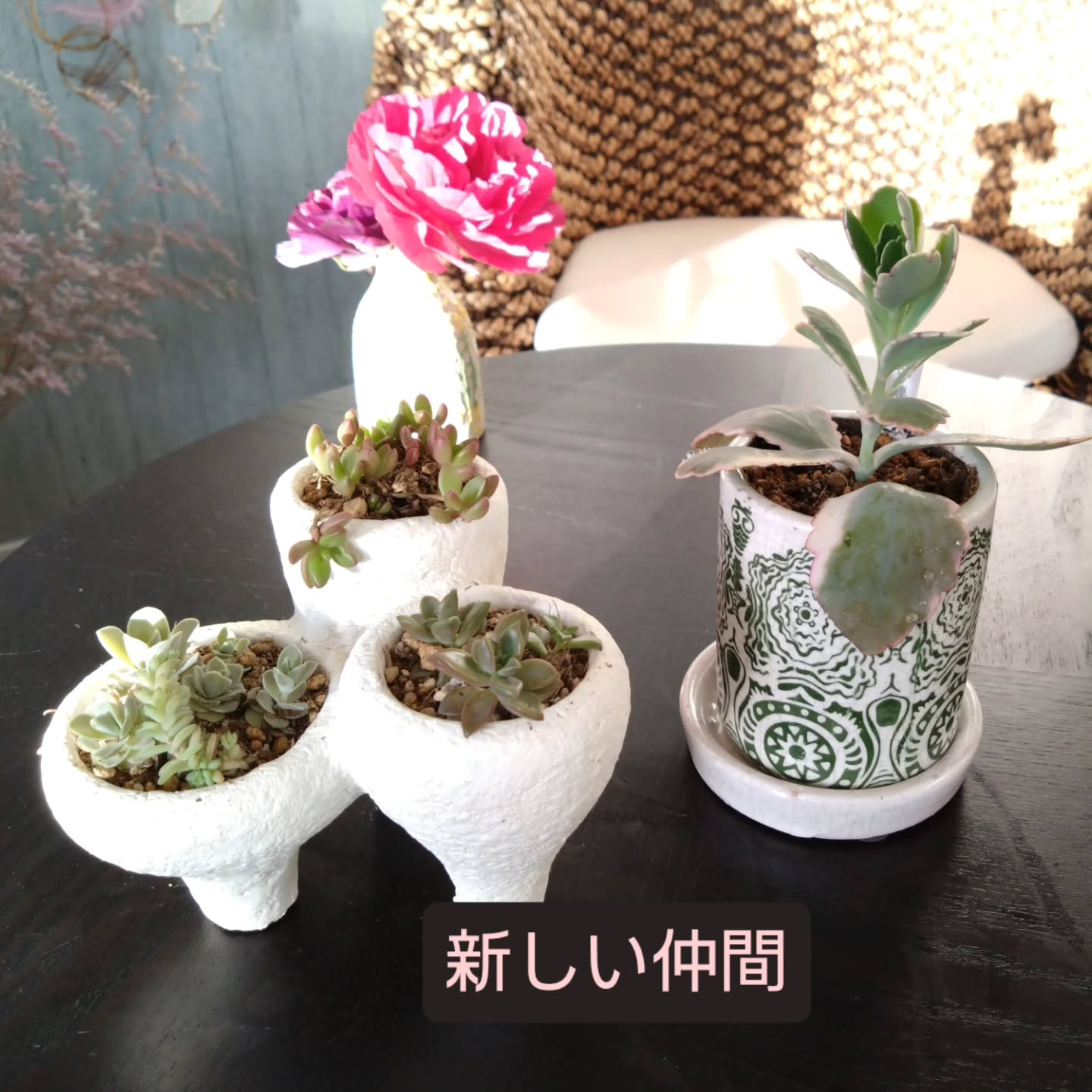 ハオルチア可愛くなりました🥰