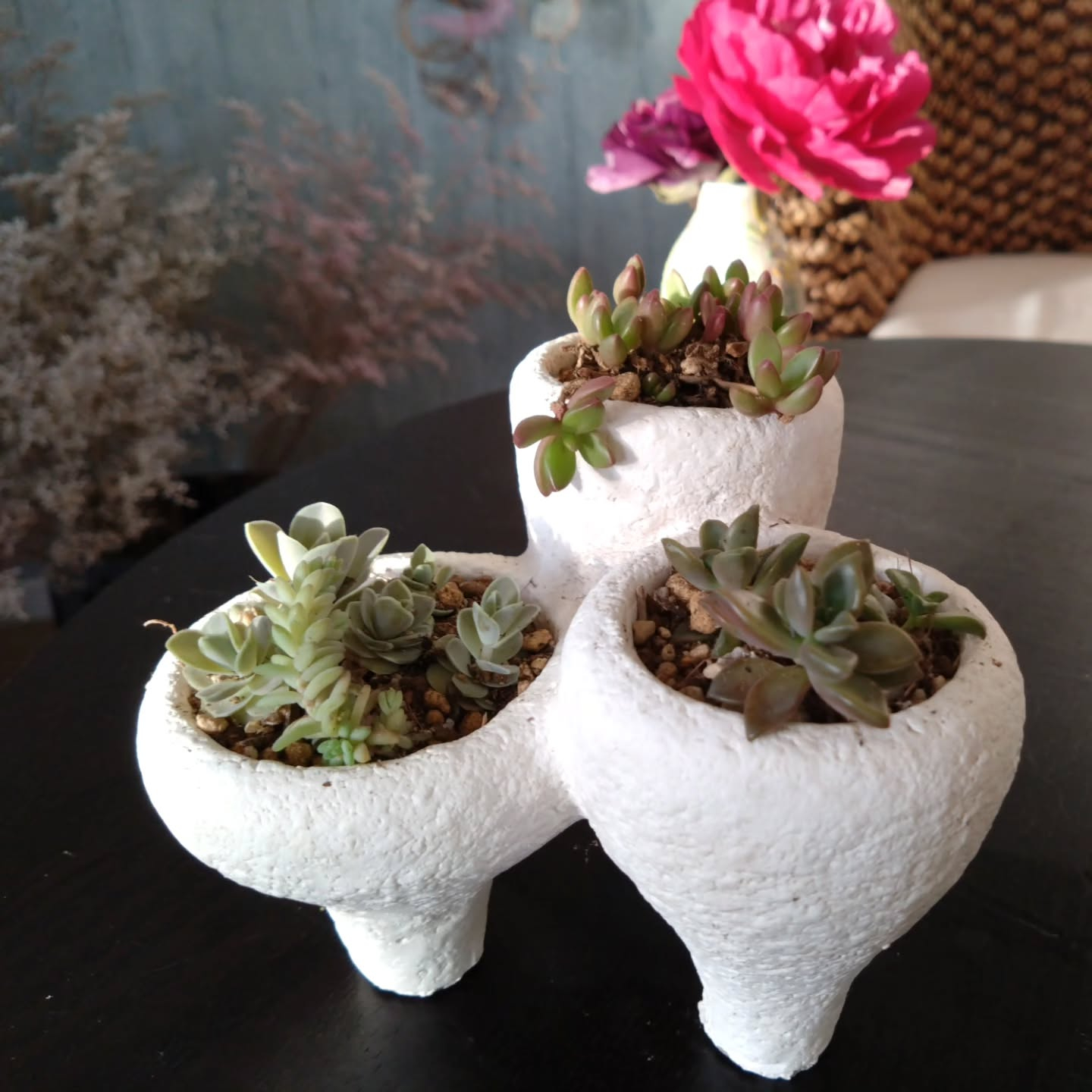 ハオルチア可愛くなりました🥰