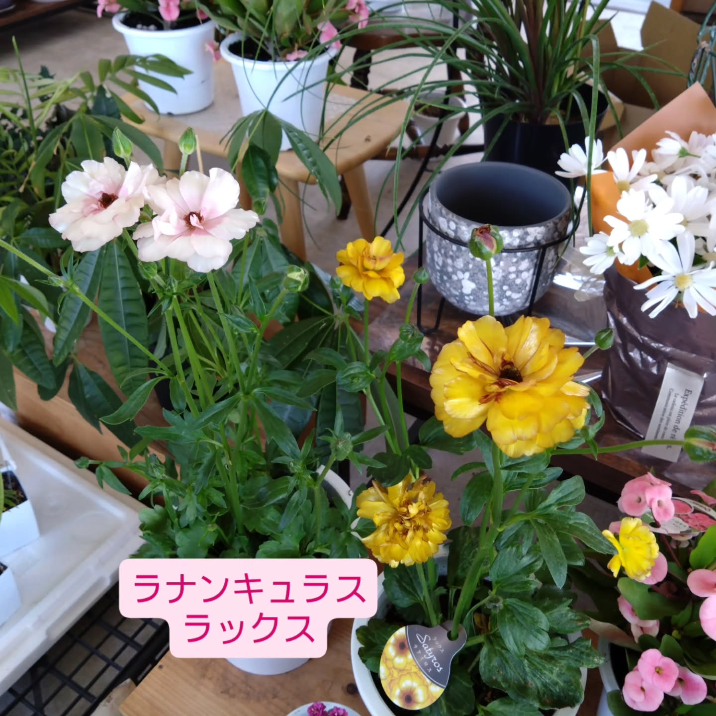 春のお花 観葉植物も育ち始める季節です😊