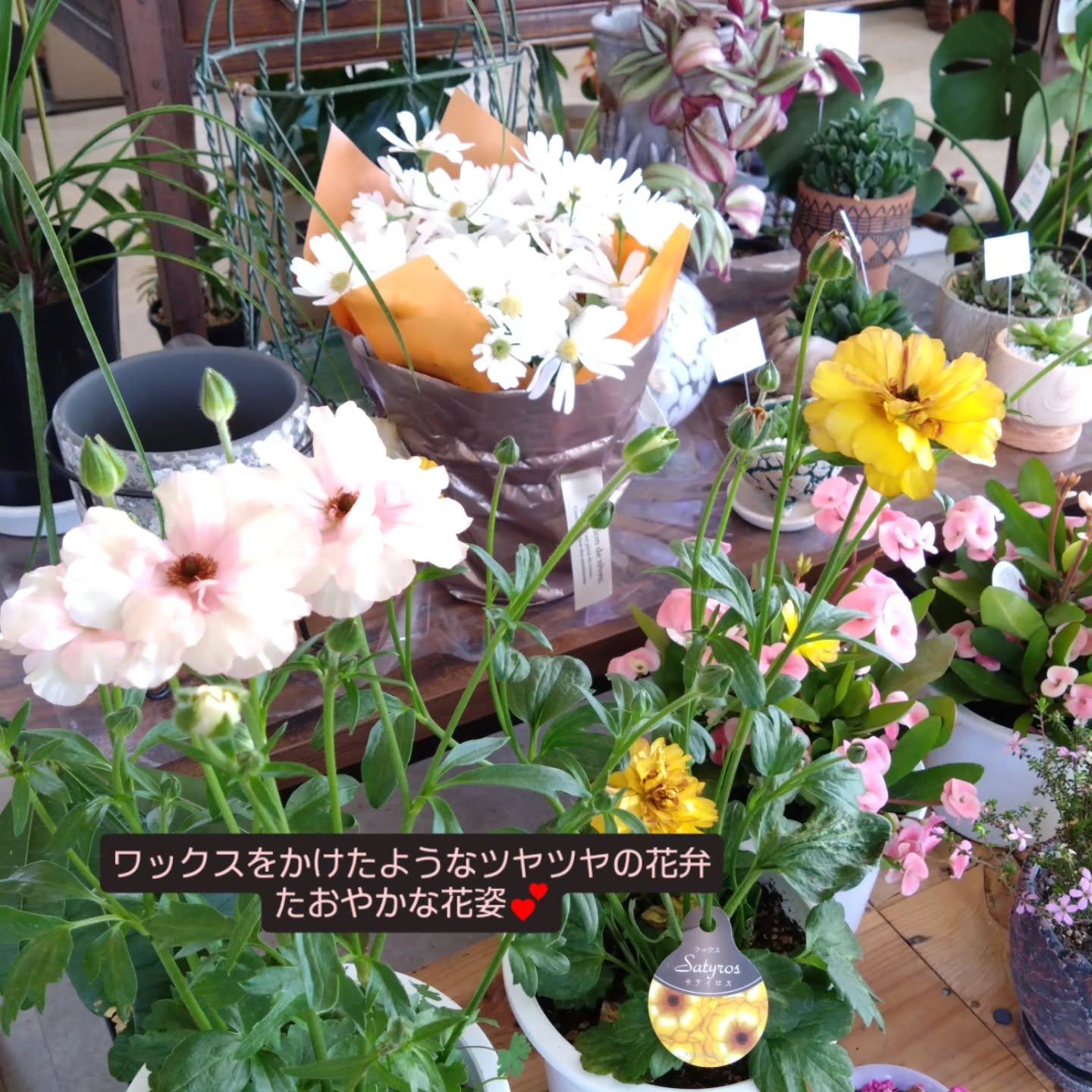 春のお花　観葉植物も育ち始める季節です😊