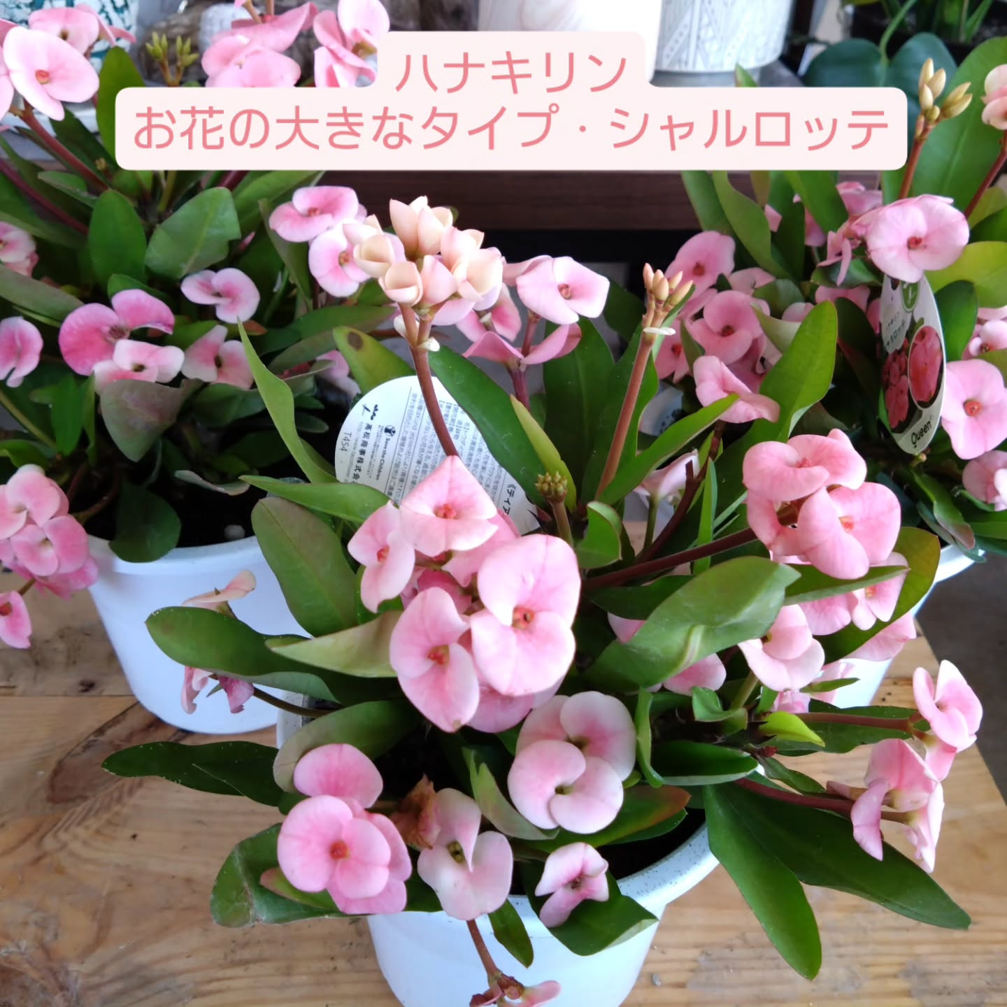 春のお花　観葉植物も育ち始める季節です😊