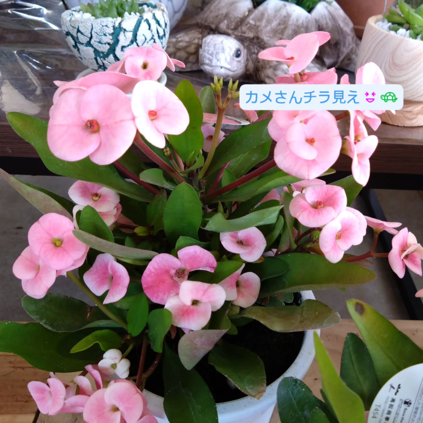 春のお花　観葉植物も育ち始める季節です😊