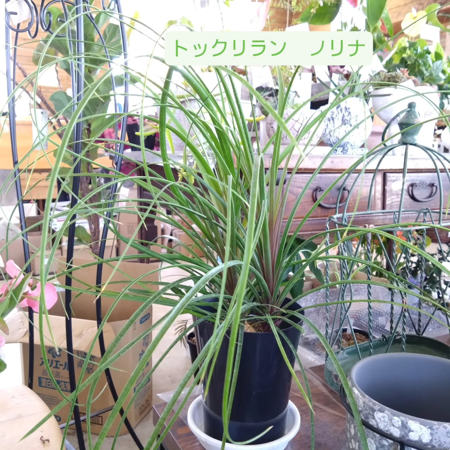 春のお花　観葉植物も育ち始める季節です😊