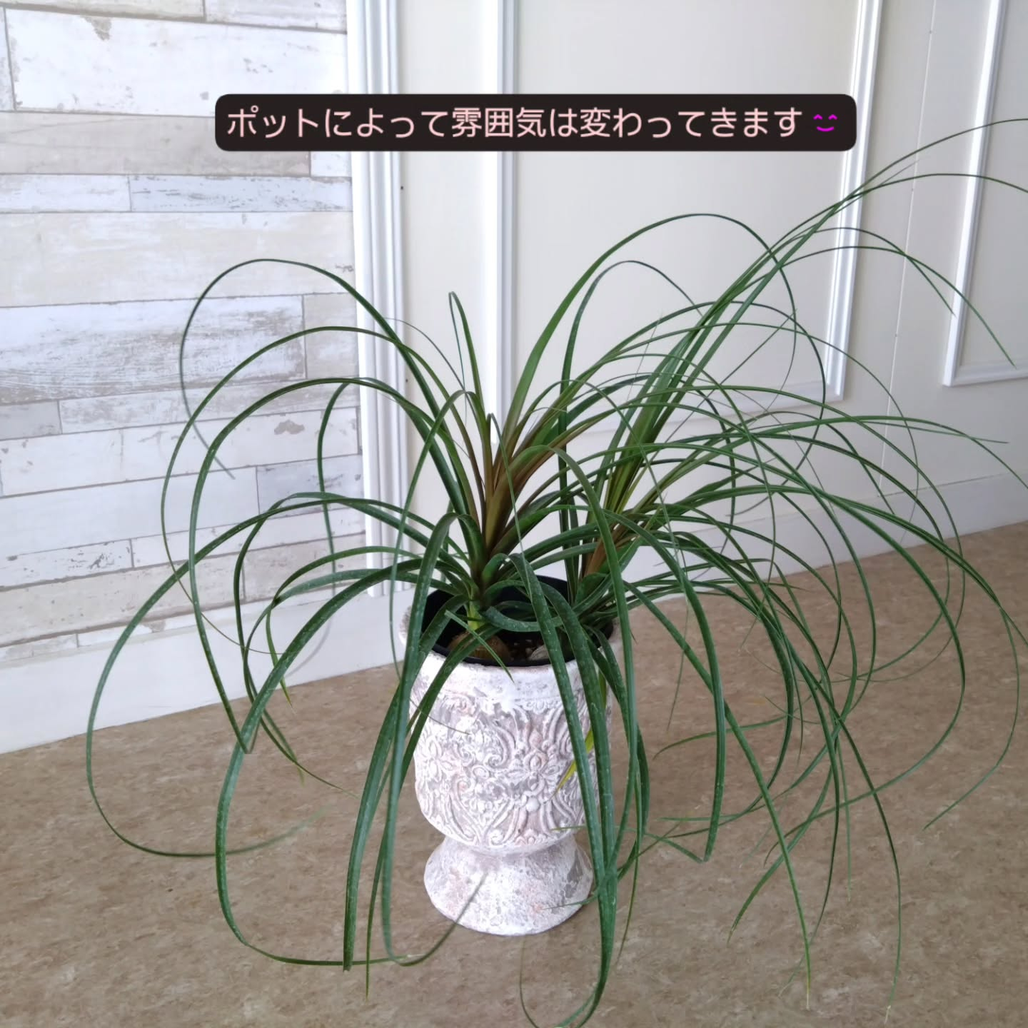 春のお花　観葉植物も育ち始める季節です😊