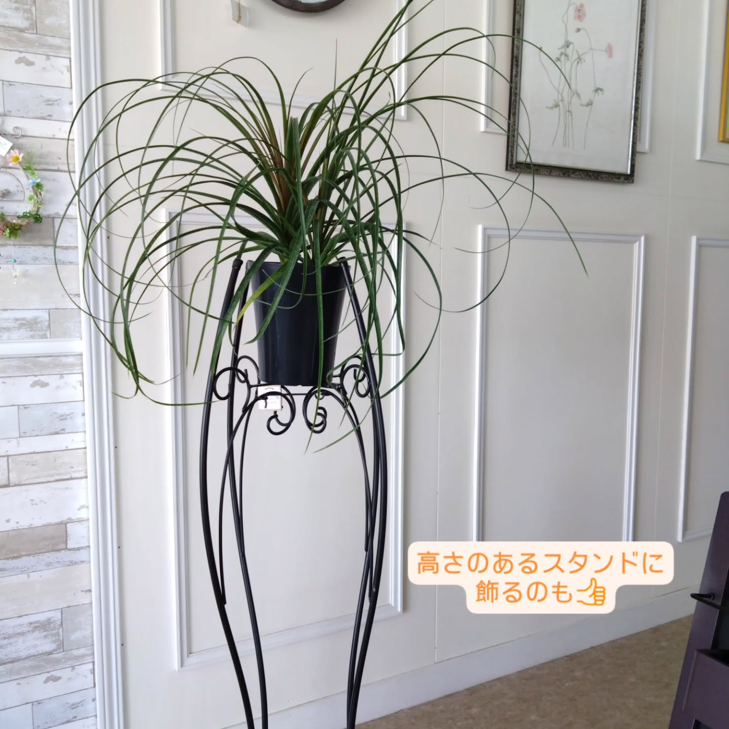 春のお花　観葉植物も育ち始める季節です😊