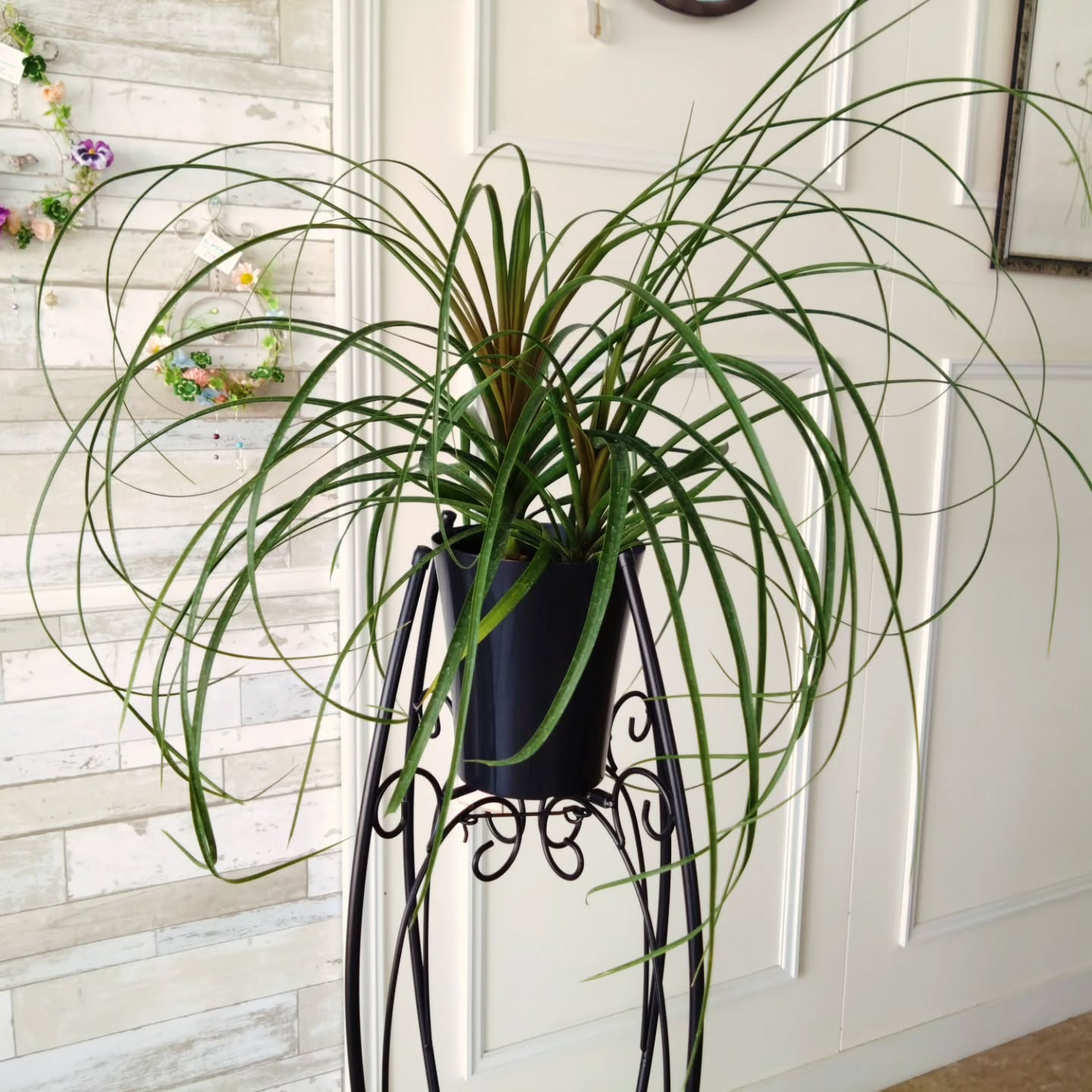 春のお花　観葉植物も育ち始める季節です😊