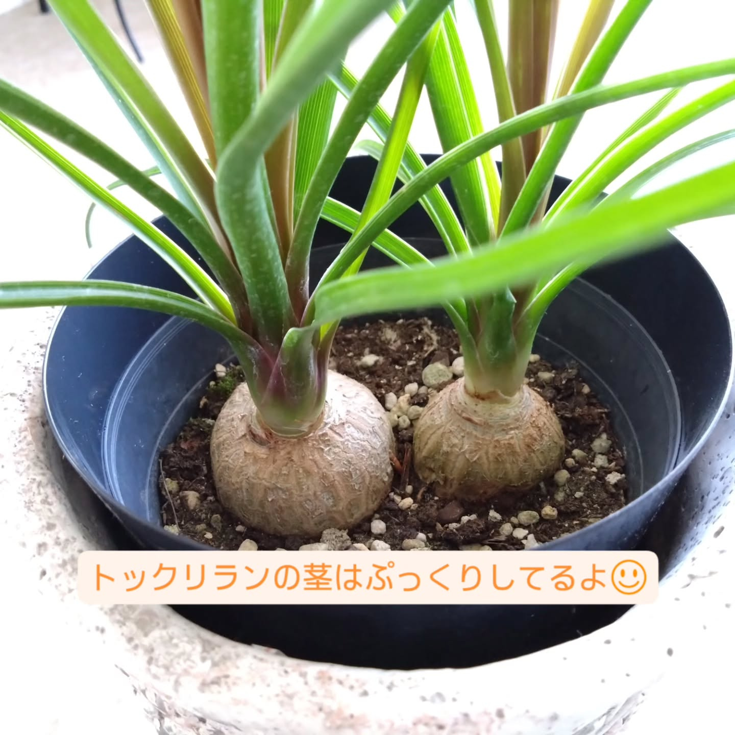 春のお花　観葉植物も育ち始める季節です😊