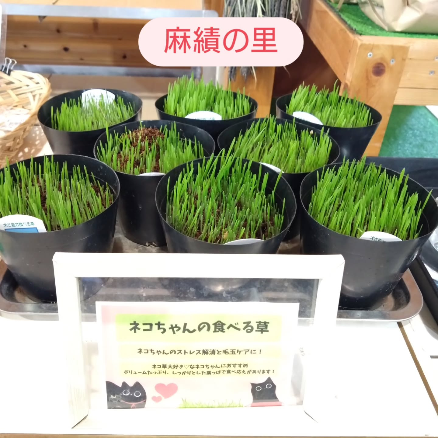 ねこの草入りました😺