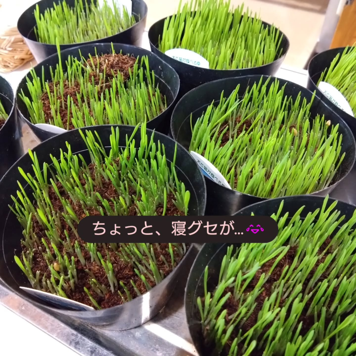 ねこの草入りました😺