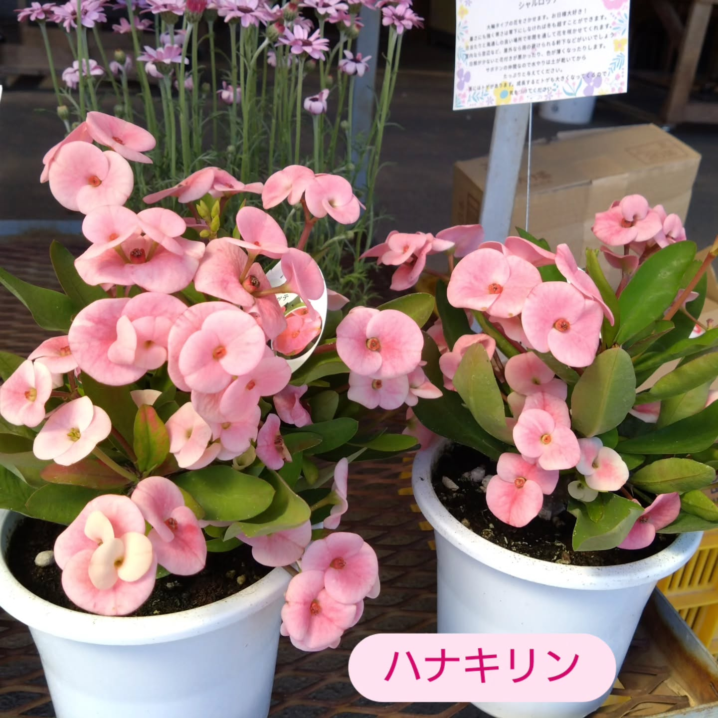 ねこの草入りました😺