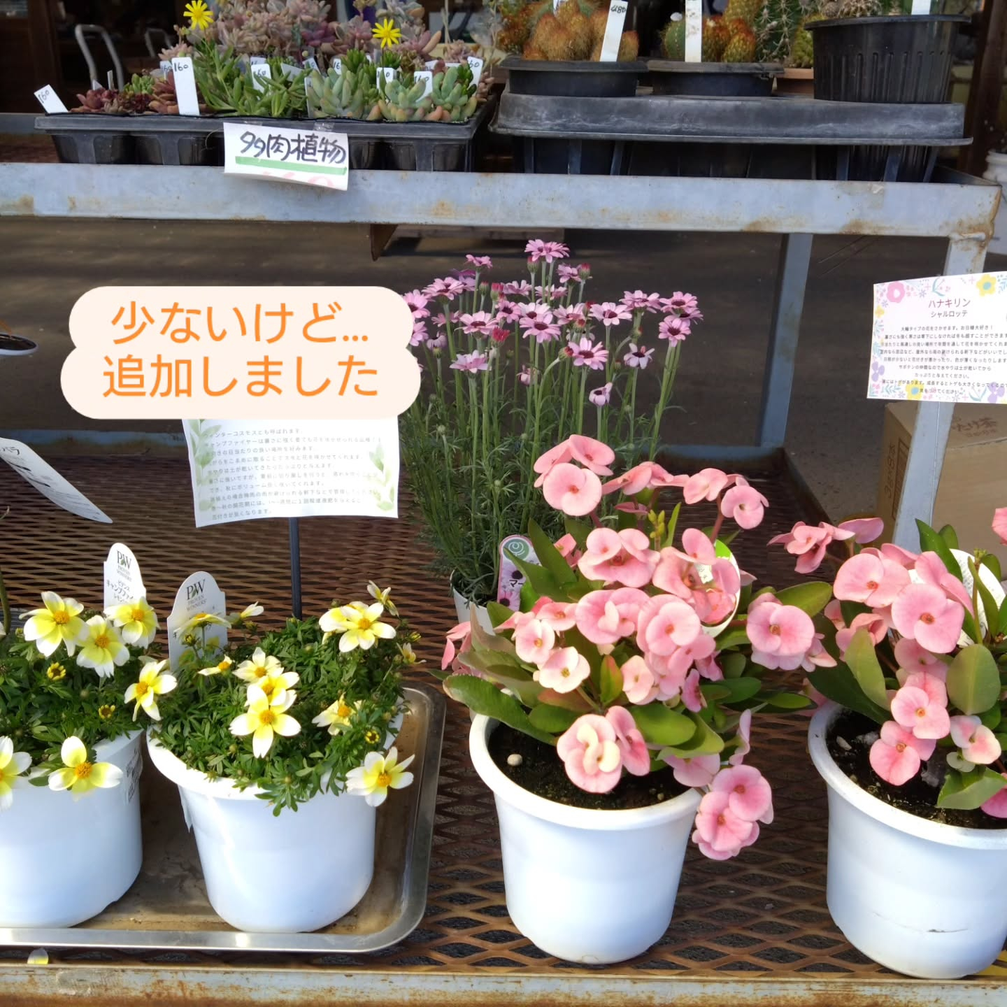 ねこの草入りました😺