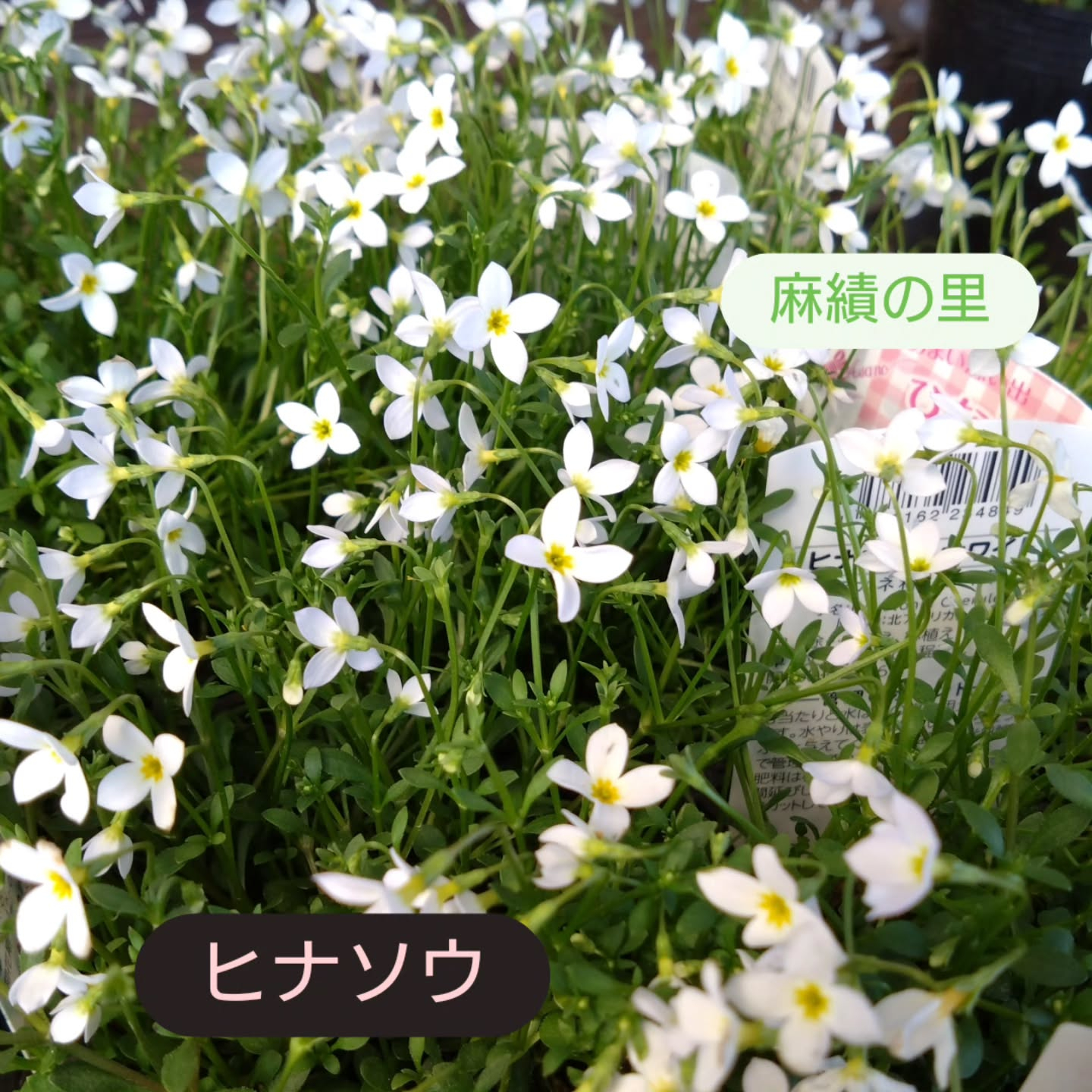 今日は天気も良くて　お花達もご機嫌です🥰