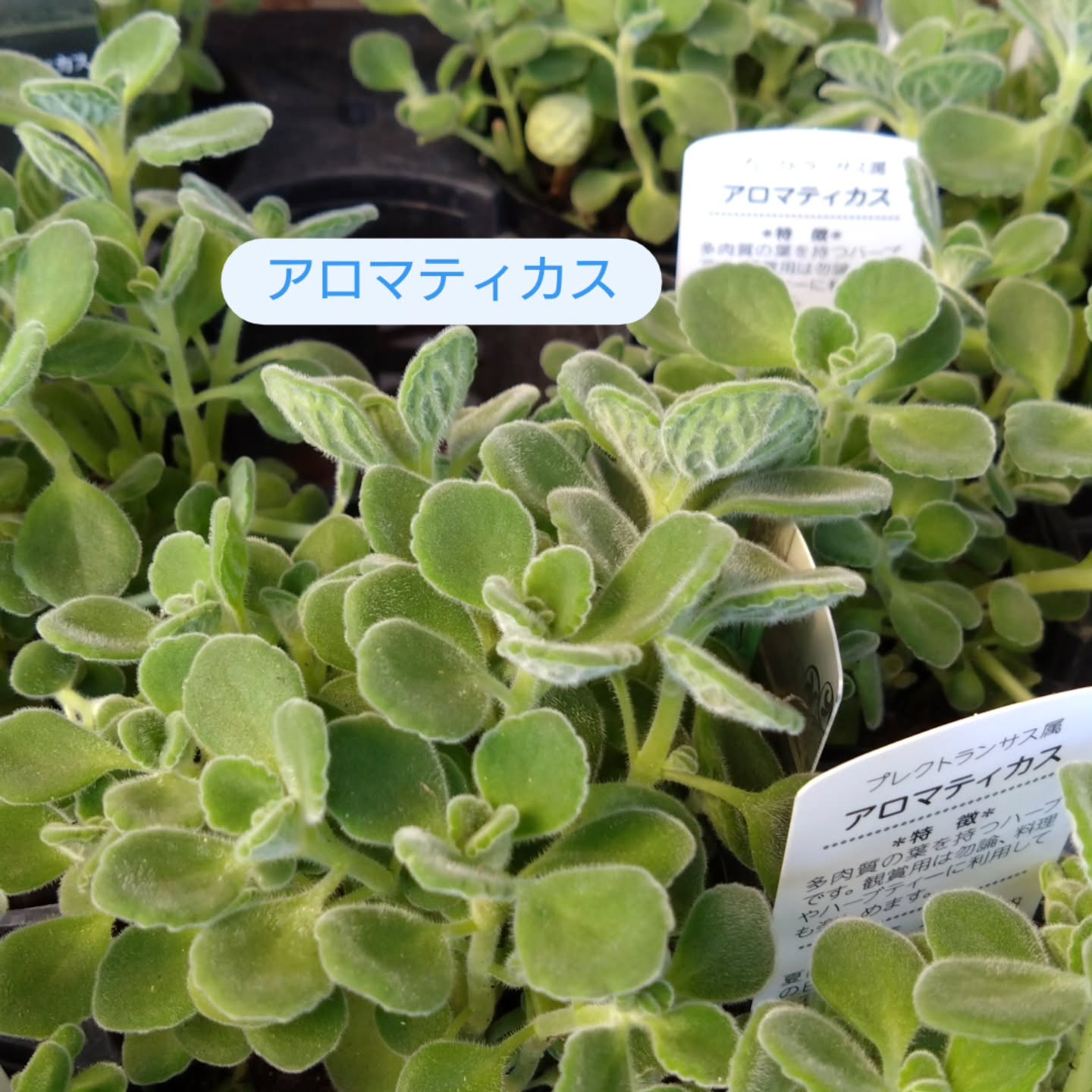 今日は天気も良くて　お花達もご機嫌です🥰