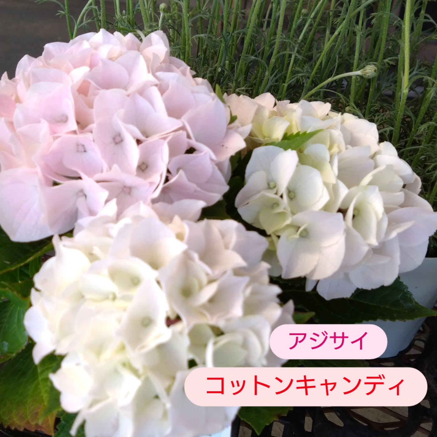 今日は天気も良くて　お花達もご機嫌です🥰