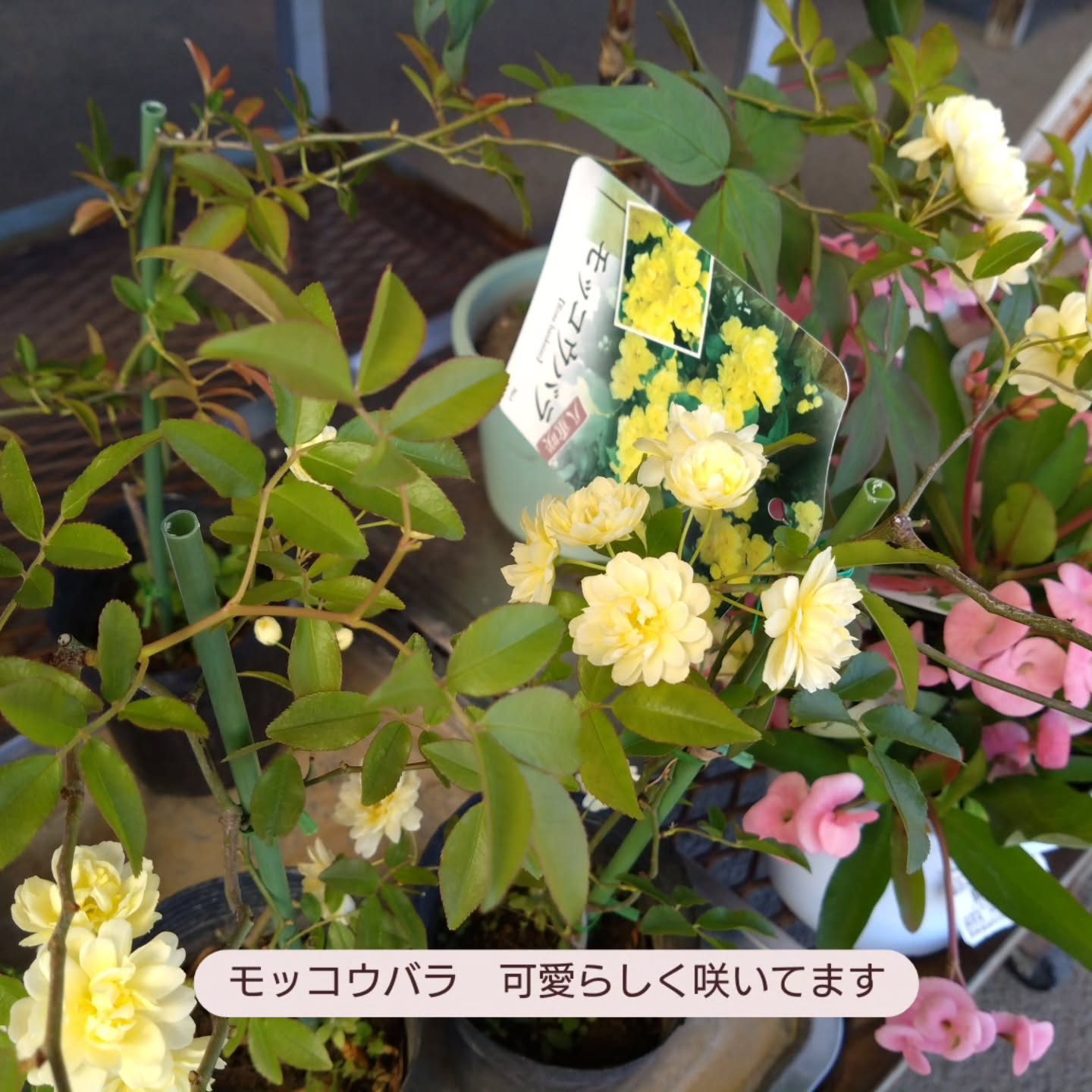 今日は天気も良くて　お花達もご機嫌です🥰