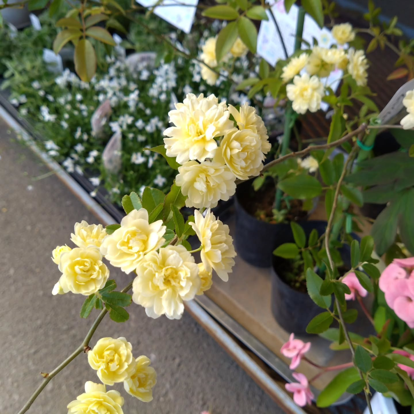 今日は天気も良くて　お花達もご機嫌です🥰