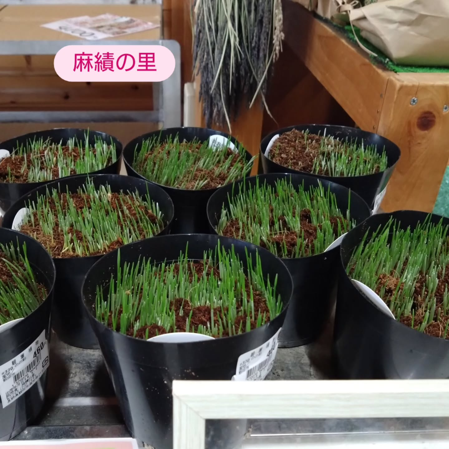 ネコの草納品しました！😺