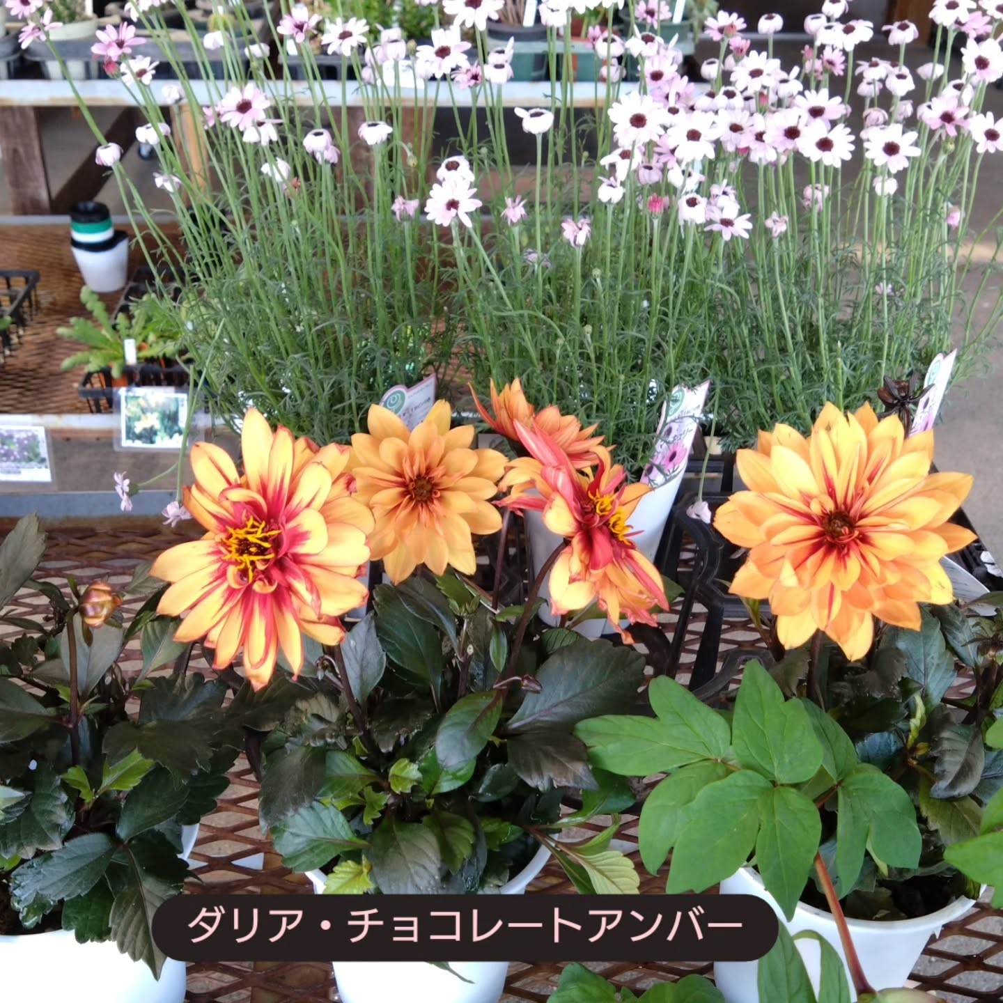 ネコの草納品しました！😺
