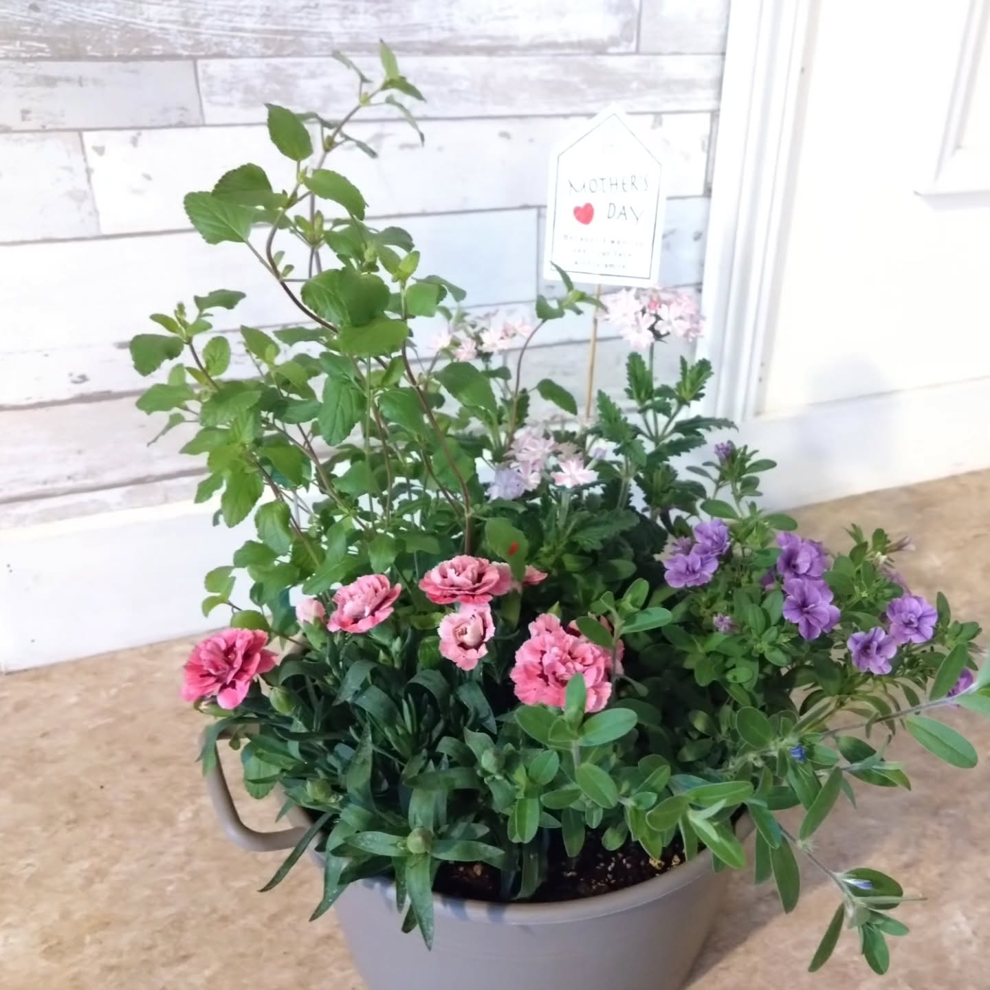 母の日の寄せ植え🌼