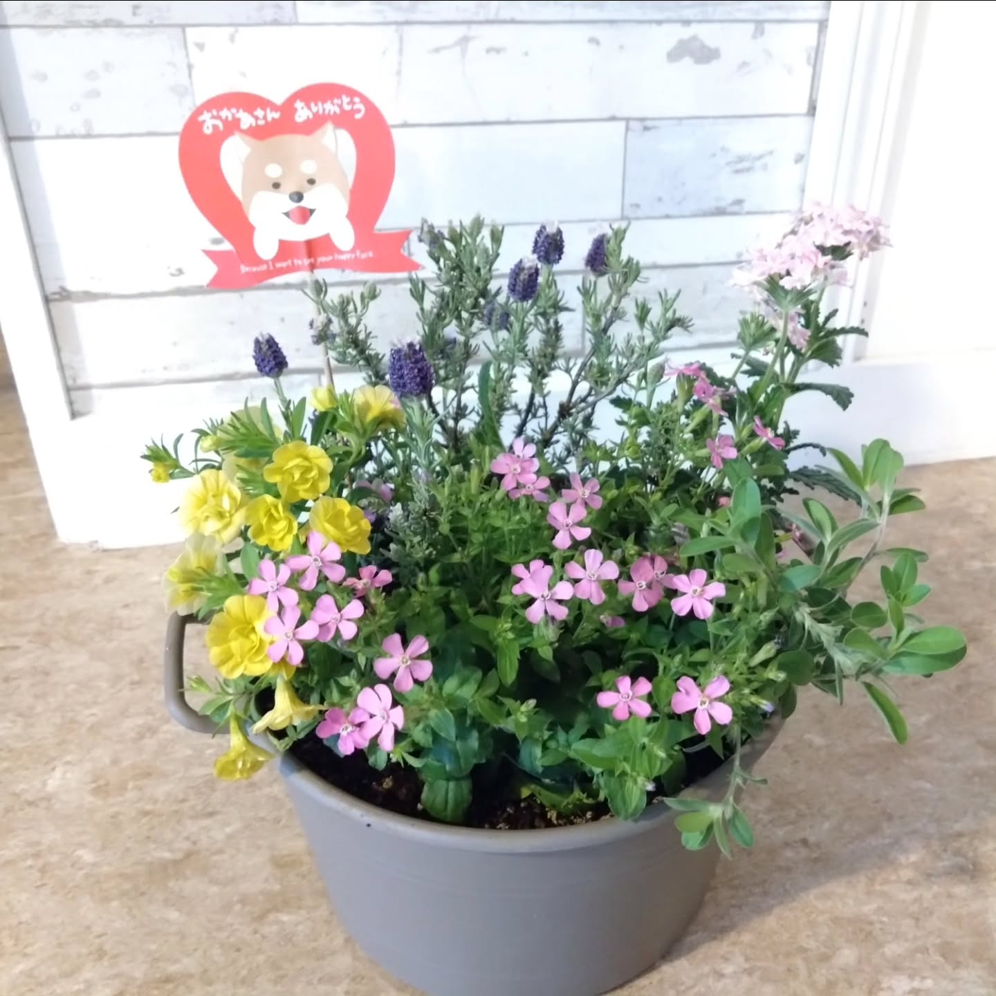 母の日の寄せ植え🌼