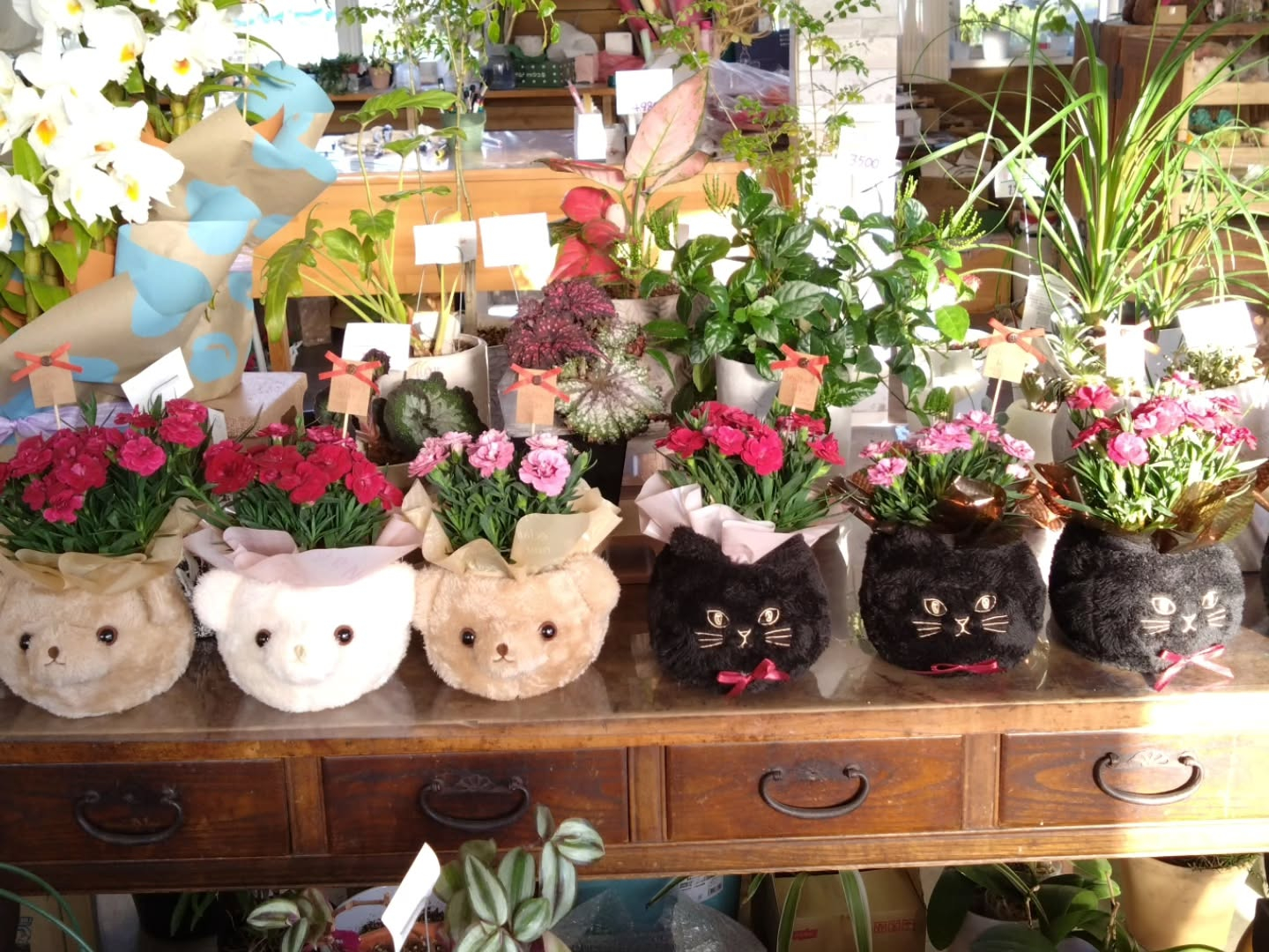 母の日　鉢花