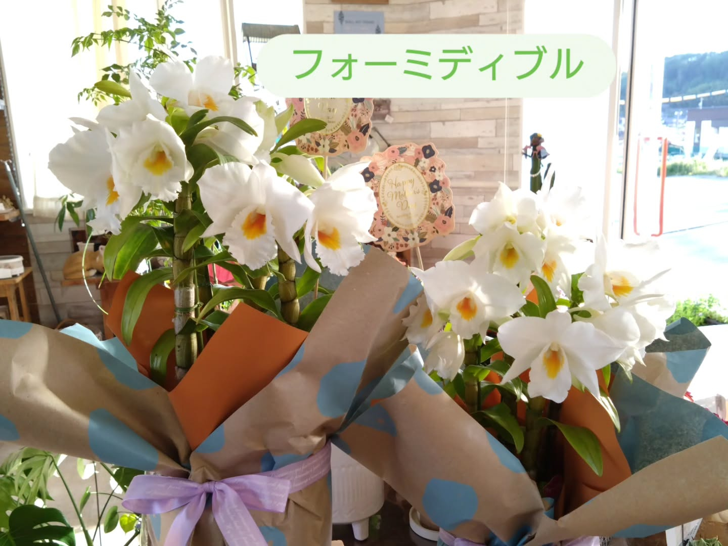 母の日　鉢花