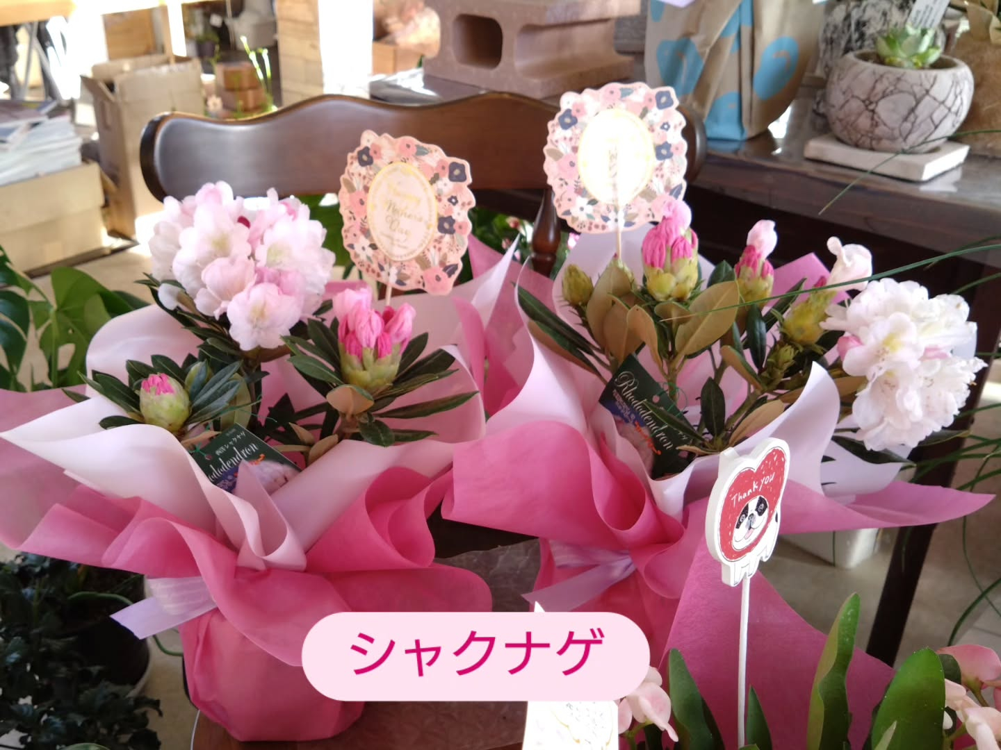 母の日　鉢花