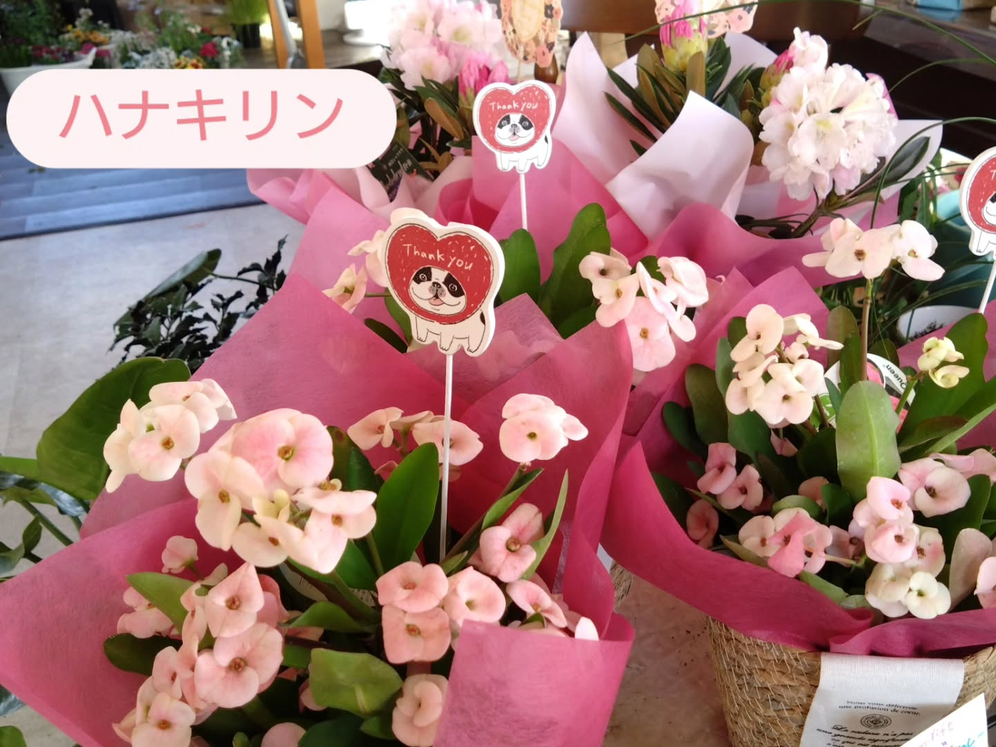 母の日　鉢花