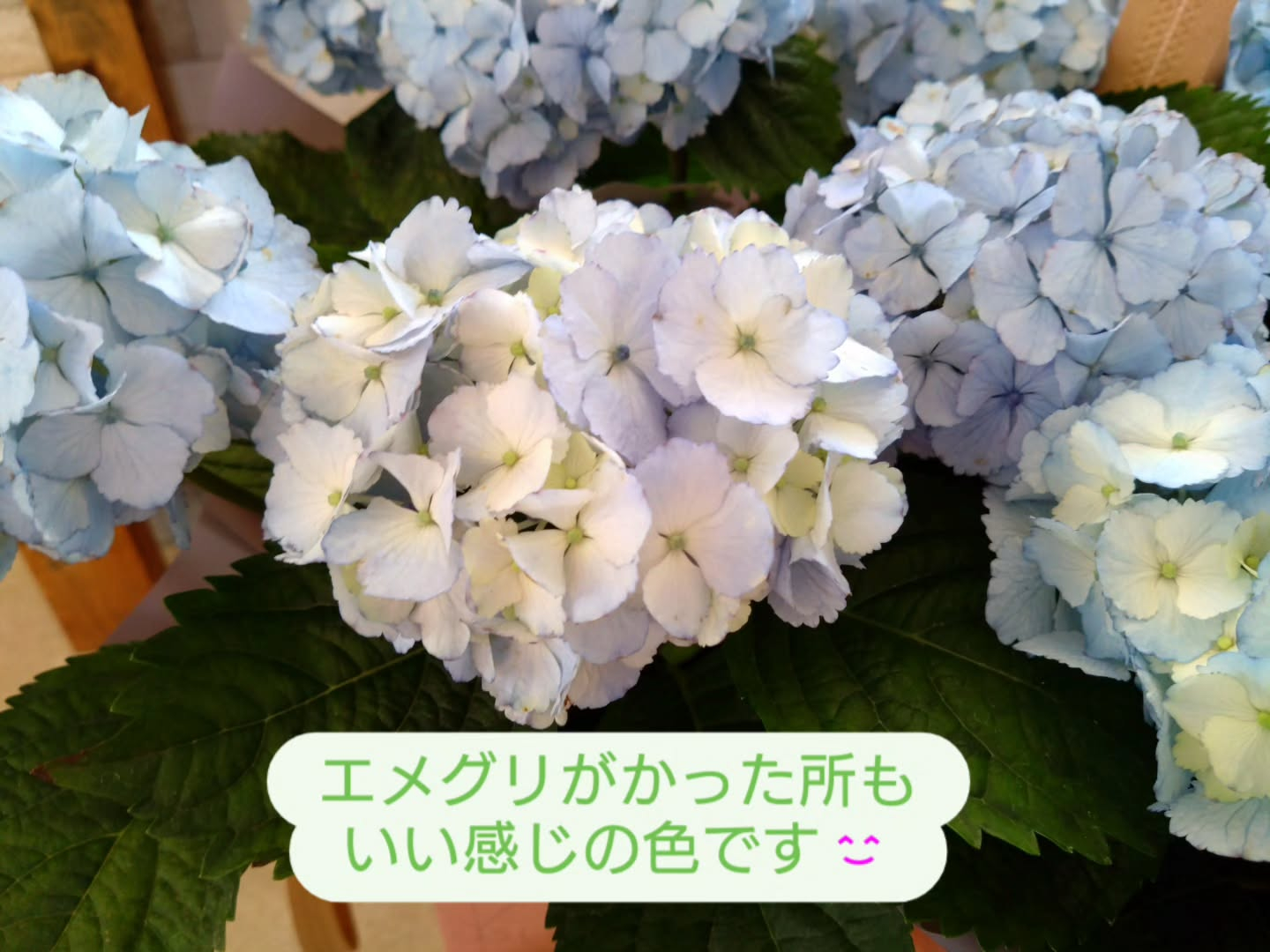 母の日　鉢花