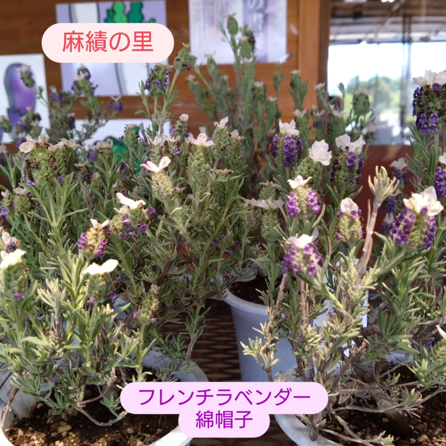 ラベンダー、アブチロン🌺