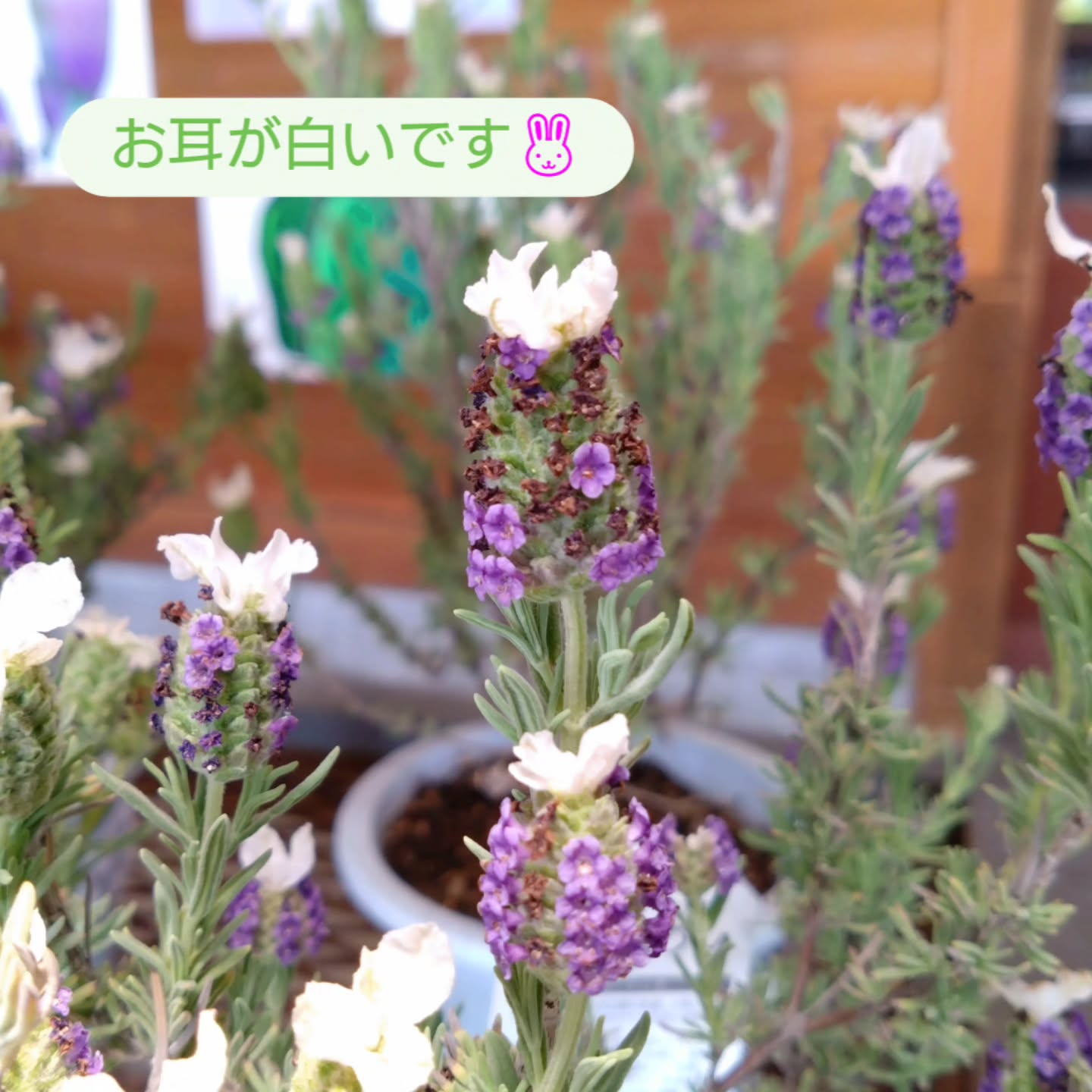 ラベンダー、アブチロン🌺
