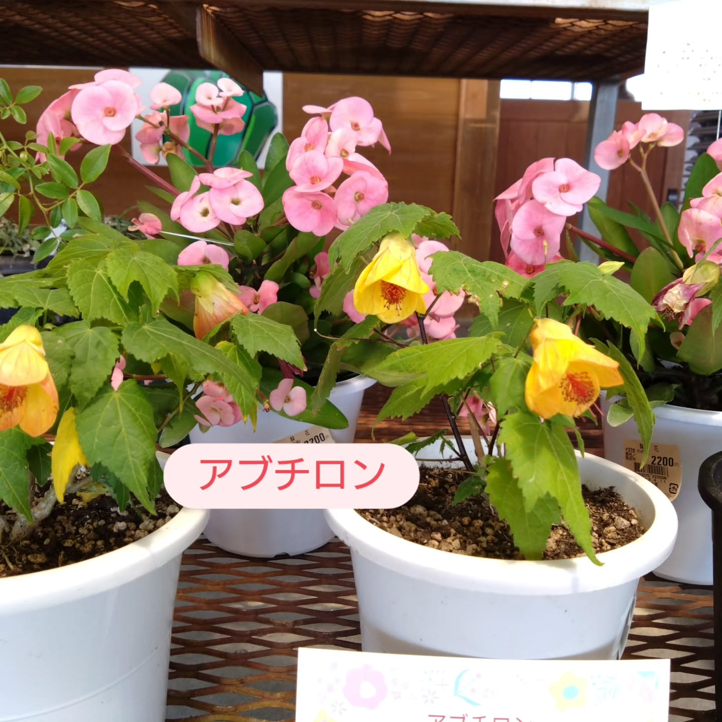 ラベンダー、アブチロン🌺