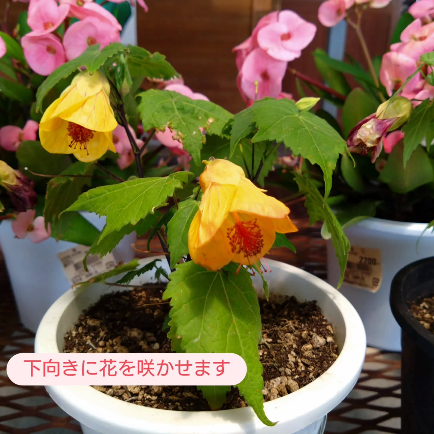 ラベンダー、アブチロン🌺