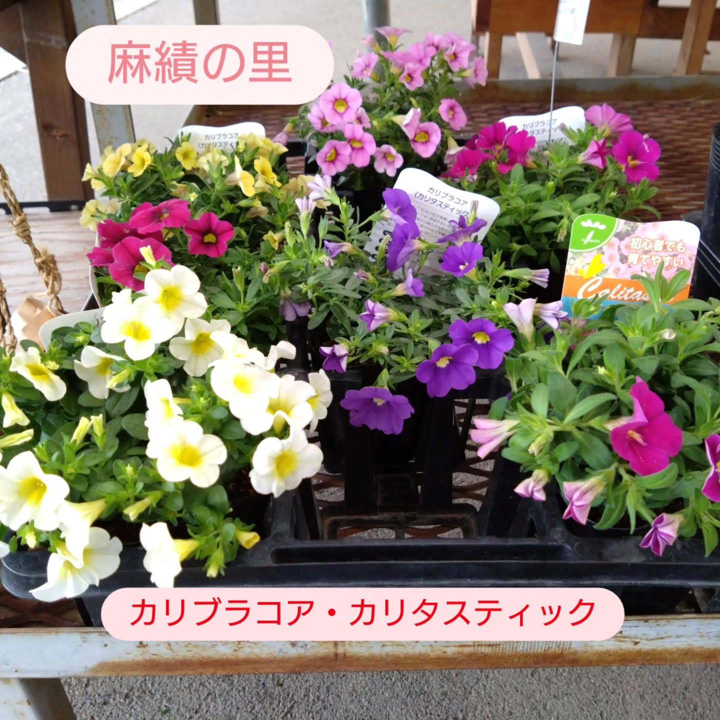 カリブラコア　これから晩秋にかけて