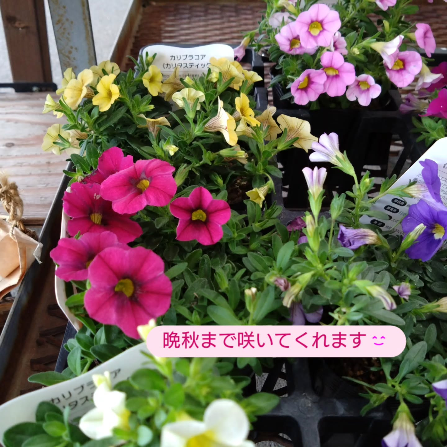 カリブラコア　これから晩秋にかけて