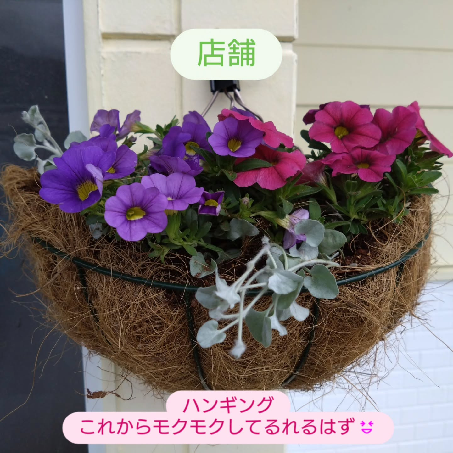 カリブラコア　これから晩秋にかけて