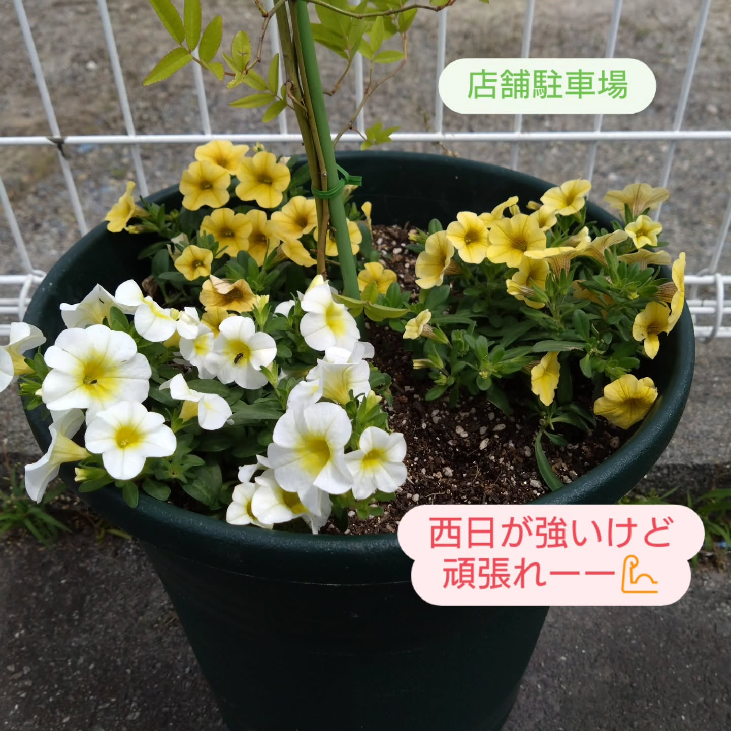 カリブラコア　これから晩秋にかけて