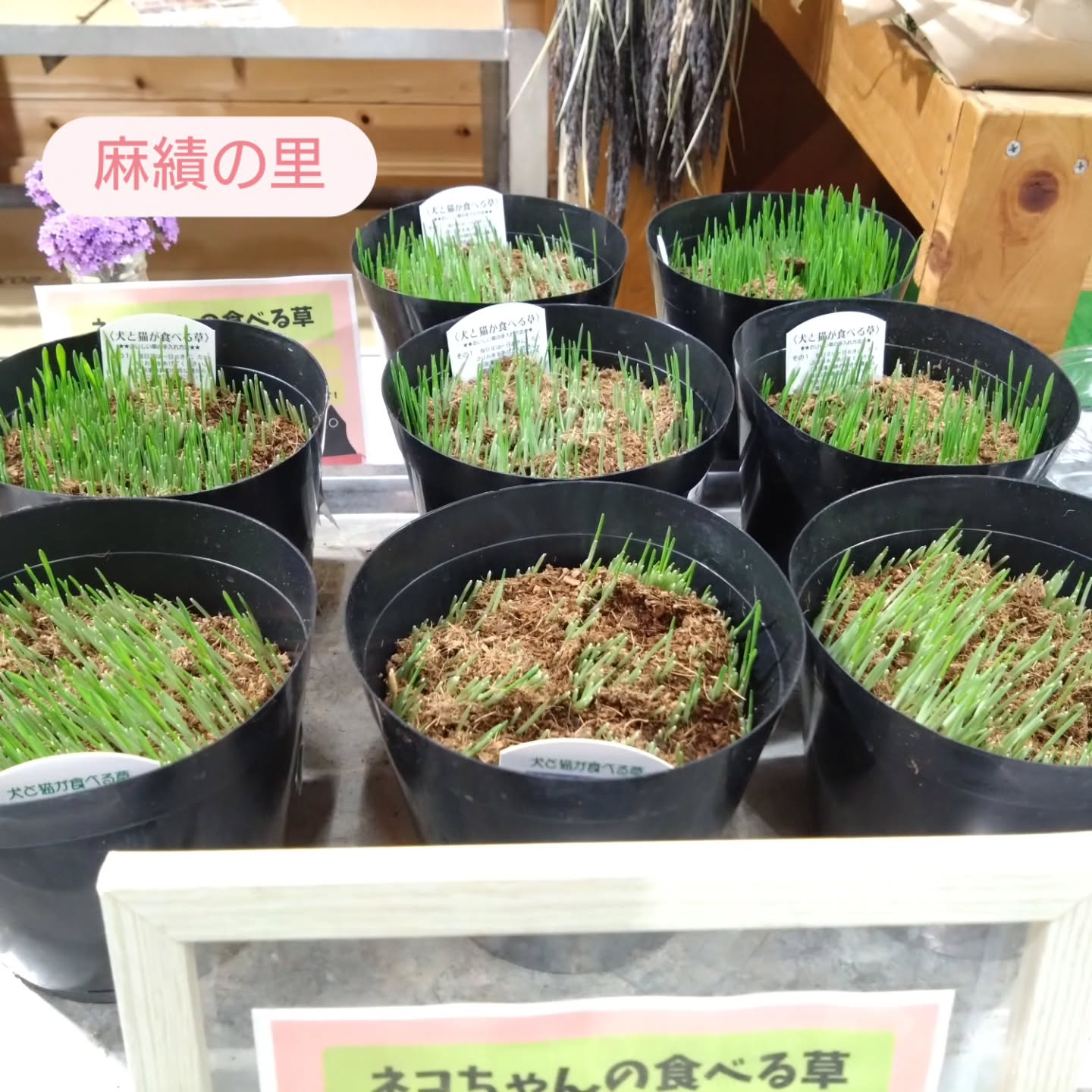 ネコの草と斑入り野ぶどうです😊
