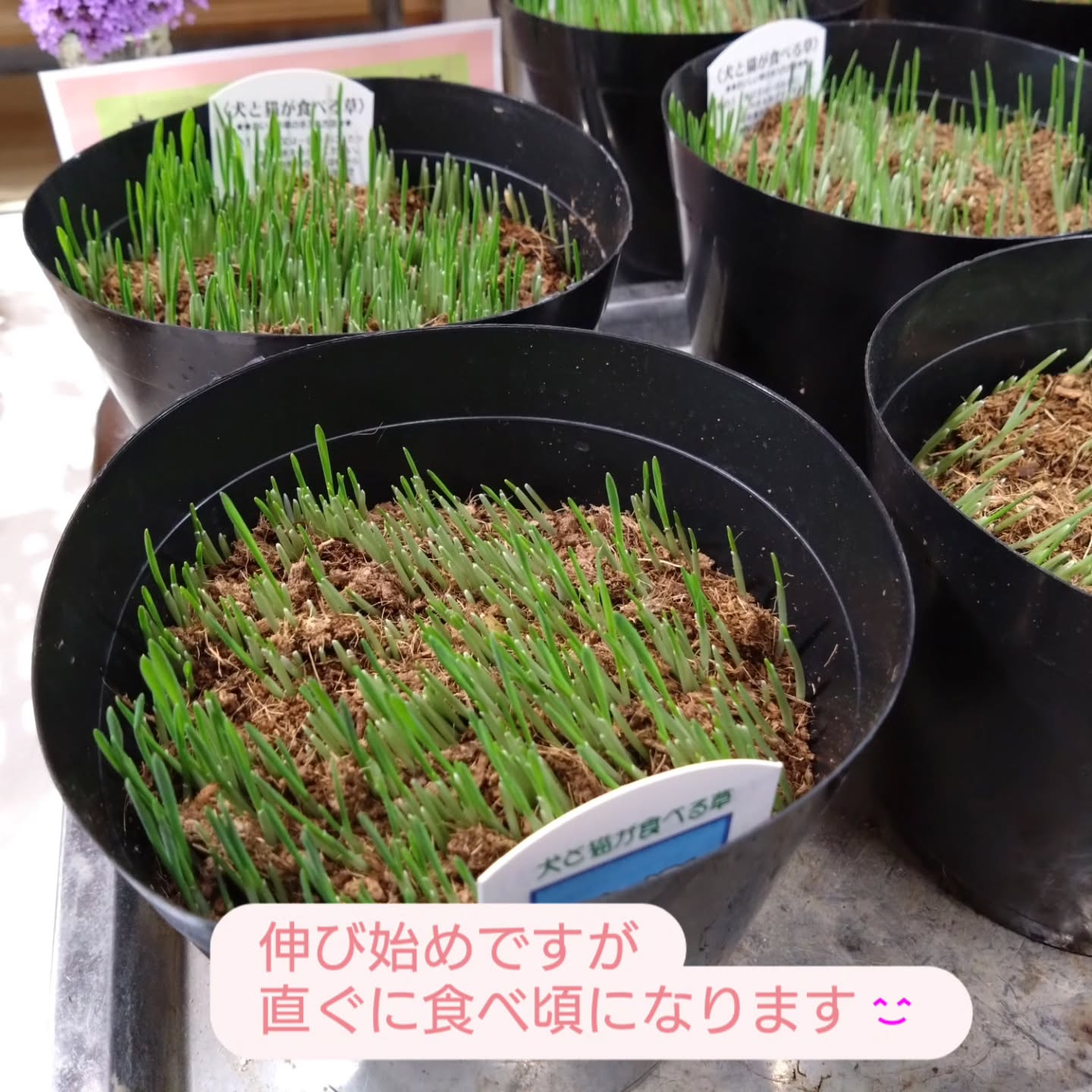 ネコの草と斑入り野ぶどうです😊