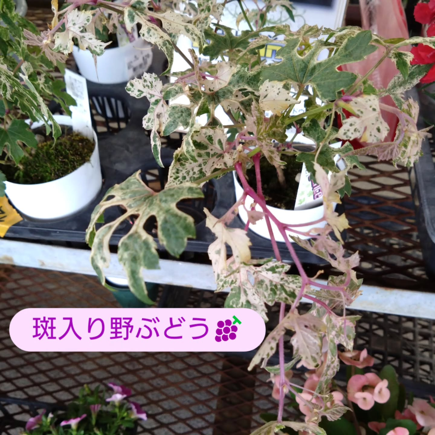 ネコの草と斑入り野ぶどうです😊