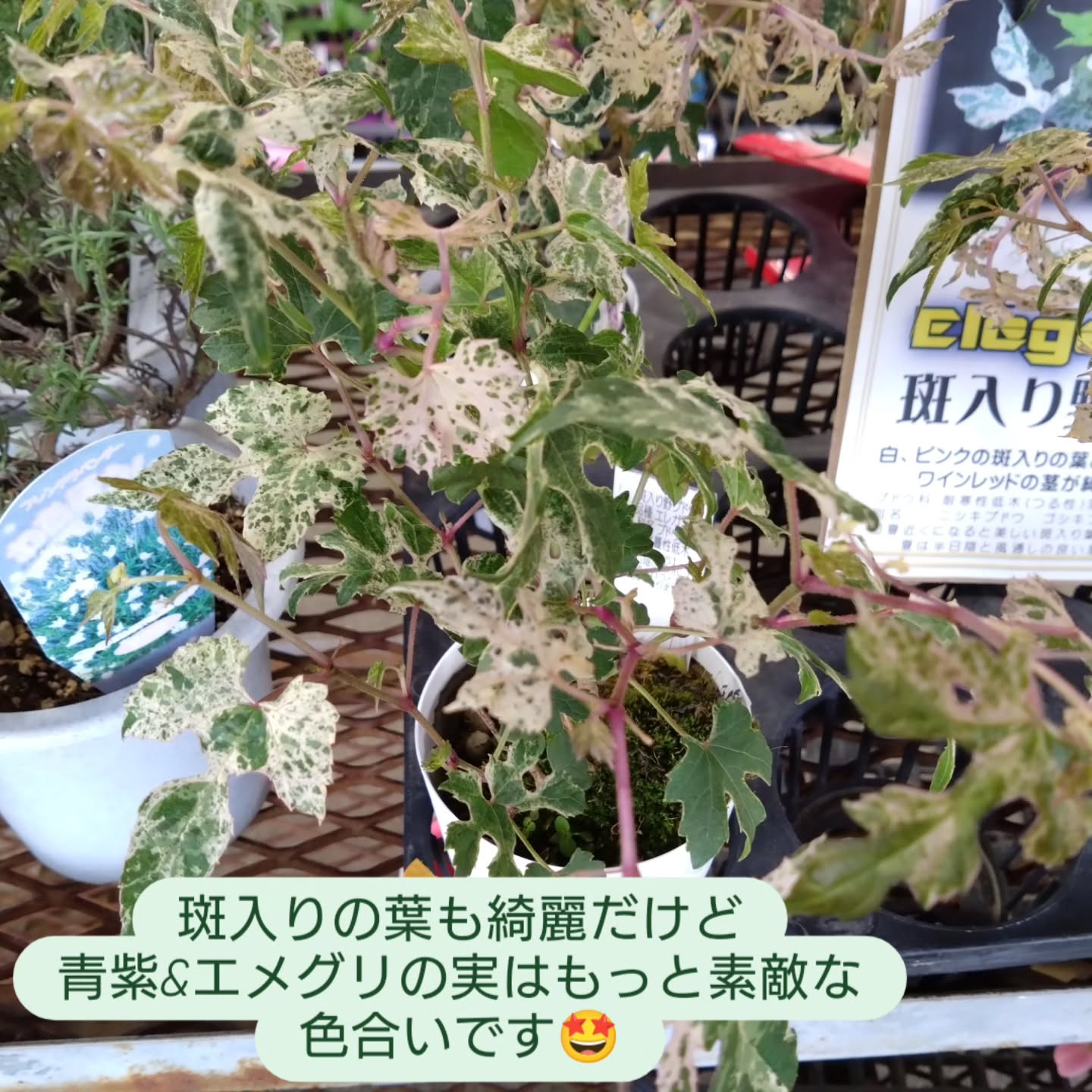ネコの草と斑入り野ぶどうです😊